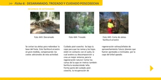 SECUENCIA DE ACTIVIDADES
>> Ficha 6: DESARAMADO, TROZADO Y CUIDADO POSCOSECHA
Foto A43: Desramado Foto A44: Trozado Foto A45: Corte de aletas
facilita el arrastre
Se cortan las aletas para redondear la
base del fuste. Esto facilita el arrastre
en gran medida, compensando los
costos adicionales de esta actividad.
Cuidado post-cosecha: Se baja la
copa para que las ramas y las hojas
estén en contacto con el suelo, lo
cual acelera su descomposición y
crea un mejor entorno para la
regeneración natural. Cortar las
ramas de la copa en metros también
facilita la recolecciónde leña.
Forma parte del cuidado post-
cosecha, la recuperación de
regeneración valiosa/árboles de
aprovechamiento futuro jóvenes que
fueron apretados o inclinados por la
copa del árbol apeado.
 