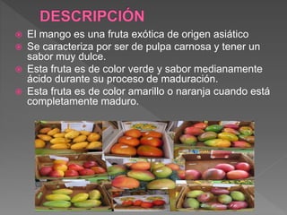  El mango es una fruta exótica de origen asiático
 Se caracteriza por ser de pulpa carnosa y tener un
sabor muy dulce.
 Esta fruta es de color verde y sabor medianamente
ácido durante su proceso de maduración.
 Esta fruta es de color amarillo o naranja cuando está
completamente maduro.
 