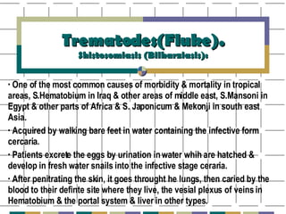 Trematodes(Fluke). Shistosomiasis (Bilharziasis): One of the most common causes of morbidity & mortality in tropical areas, S.Hematobium in Iraq & other areas of middle east, S.Mansoni in Egypt & other parts of Africa & S. Japonicum & Mekonji in south east Asia. Acquired by walking bare feet in water containing the infective form cercaria. Patients excrete the eggs by urination in water whih are hatched & develop in fresh water snails into the infective stage ceraria. After penitrating the skin, it goes throught he lungs, then caried by the blood to their definte site where they live, the vesial plexus of veins in Hematobium & the portal system & liver in other types. 