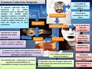 Fenómeno Cadavérico Temprano 
Enfriamiento 
Deshidratación 
Espasmo 
Rigidez Livideces 
La pérdida de 
temperatura en el 
cadáver 
Un fenómeno 
espontáneo de orden 
físico. 
Es la pérdida de 
agua por 
evaporación. 
Pérdida de 
turgencia del 
globo ocular 
Hundimiento 
del globo ocular 
Pérdida de 
transparencia de la 
córnea 
Pigmentación de la 
coroidea 
Son visibles a partir de las 3 
horas de la muerte. 
El espasmo cadavérico tiene la 
apariencia de la rigidez 
cadavérica, pero es diferente, por 
ejemplo, un suicida puede 
empuñar la pistola o el cuchillo y 
los sujeta con gran energía aun 
cuando la rigidez cadavérica en el 
resto del cuerpo no se haya 
presentado. 
Inicialmente el sujeto 
fallecido tiene atonía 
muscular. 
La contractura empieza aproximadamente entre la 
media hora y las 2 horas, y comienza en el corazón, 
Coloración varía con el tiempo: inicia color 
rosado, luego rojo claro hasta azul oscuro a 
las 12-15 horas. 
3 horas: ya aparece rigidez en 
cuello y miembros superiores 
diafragma y músculos lisos. 
Son manchas rojo – vinosas que se ven en la 
superficie de la piel debidas a la 
acumulación de sangre en las partes declives 
. 
 