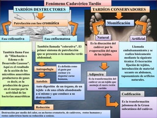 Fenómeno Cadavérico Tardío 
TARDÍOS DESTRUCTORES TARDÍOS CONSERVADORES 
Putrefacción con fase cromática 
Fase colicuativa Fase enfisematosa 
Antropofagia 
Autolisis 
Reducción 
Momificación 
Natural Artificial 
Adipocira 
Codificación 
Es la disecación del 
cadáver por la 
evaporación del agua 
de los tejidos. 
Llamada 
embalsamamiento y se 
realiza básicamente 
mediante la siguiente 
técnica: Evisceración 
fijación de tejidos, 
introducción de material 
secante en abdomen, 
taponamiento de orificios 
naturales. 
. 
Es la transformación del 
cadáver en un tejido que 
asemeja el cuero recién 
curtido 
Es la transformación 
jabonosa de la Grasa 
subcutánea del cadáver. 
También llamada "colorativa". El 
primer síntoma de putrefacción 
que se presenta es la mancha verde 
abdominal. 
También llama Fase 
de "Hinchazón o 
Edema o de 
Desarrollo Gaseoso". 
Aquí es el resultado 
de la acción de los 
microbios anaerobios 
productores de gases 
es decir, es la 
producción de gases 
en el cuerpo por la 
actividad de las 
bacterias anaeróbicas 
Es definida como 
el gusto por 
cocinar y/o 
degustar carne 
humana, 
Auto digestión de un órgano, de un 
tejido o de una célula abandonado 
a sí mismo y que conduce a su 
destrucción 
Destrucción por medio del calor, en un horno crematorio, de cadáveres, restos humanos y 
restos cadavéricos hasta su reducción a cenizas. 
 