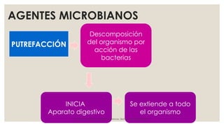 AGENTES MICROBIANOS
PUTREFACCIÓN
Descomposición
del organismo por
acción de las
bacterias
Se extiende a todo
el organismo
INICIA
Aparato digestivo
Grandini gonzález, J. Medicina forence. 3ed. Ed. ManualModerno.
 
