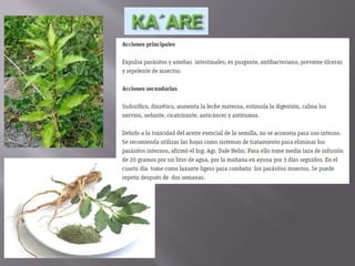 Medicina Tradicional y Cultura Paraguaya1.5.pptx