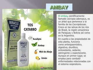 El ambay, científicamente
llamado cecropia adenopus, es
un árbol que pertenece a la
familia de las Cecropiáceas.
Crece en las selvas de los ríos
de Brasil, la región amazónica
de Paraguay y Bolivia así como
en la Argentina.
En cuanto a las propiedades de
esta planta, funciona
como antiespasmódico,
digestivo, diurético,
antioxidante, sedante,
astringente y expectorante.
Aunque en primer lugar, se
emplea para combatir
enfermedades relacionadas con
el sistema respiratorio.
 