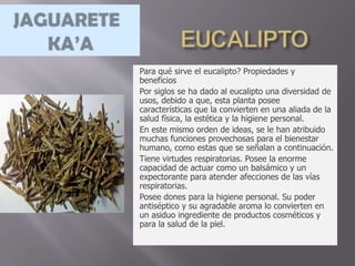 Para qué sirve el eucalipto? Propiedades y
beneficios
Por siglos se ha dado al eucalipto una diversidad de
usos, debido a que, esta planta posee
características que la convierten en una aliada de la
salud física, la estética y la higiene personal.
En este mismo orden de ideas, se le han atribuido
muchas funciones provechosas para el bienestar
humano, como estas que se señalan a continuación.
Tiene virtudes respiratorias. Posee la enorme
capacidad de actuar como un balsámico y un
expectorante para atender afecciones de las vías
respiratorias.
Posee dones para la higiene personal. Su poder
antiséptico y su agradable aroma lo convierten en
un asiduo ingrediente de productos cosméticos y
para la salud de la piel.
 