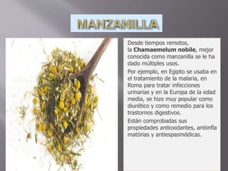 Desde tiempos remotos,
la Chamaemelum nobile, mejor
conocida como manzanilla se le ha
dado múltiples usos.
Por ejemplo, en Egipto se usaba en
el tratamiento de la malaria, en
Roma para tratar infecciones
urinarias y en la Europa de la edad
media, se hizo muy popular como
diurético y como remedio para los
trastornos digestivos.
Están comprobadas sus
propiedades antioxidantes, antiinfla
matórias y antiespasmódicas.
 