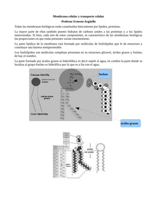 Membrana celular y transporte celular
Profesor Ernesto Argüello
Todas las membranas biológicas están constituidas básicamente por lípidos, proteínas.
La mayor parte de ellas también poseen hidratos de carbono unidos a las proteínas y a los lípidos
mencionados. Si bien, cada uno de estos componentes, es característico de las membranas biológicas
las proporciones en que están presentes varían enormemente.
La parte lipídica de la membrana está formada por moléculas de fosfolípidos que le da estructura y
constituye una barrera semipermeable.
Los fosfolípidos son moléculas complejas presentan en su estructura glicerol, ácidos grasos y fosfato,
de hay el nombre.
La parte formado por ácidos grasos es hidrofóbica es decir repele al agua, en cambio la parte donde se
localiza al grupo fosfato es hidrofílica por lo que es a fin con el agua.
fosfato
ácidos grasos
 