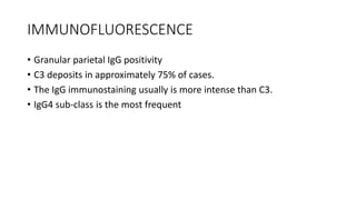 IMMUNOFLUORESCENCE
• Granular parietal IgG positivity
• C3 deposits in approximately 75% of cases.
• The IgG immunostaining usually is more intense than C3.
• IgG4 sub-class is the most frequent
 