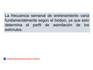 La frecuencia semanal de entrenamiento varía
fundamentalmente según el biotipo, ya que esto
determina el perfil de asimilación de los
estímulos.
CESAR CHAVEZ MUSCULACION Y FUERZA
 