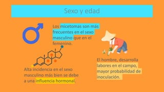 Los micetomas son más
frecuentes en el sexo
masculino que en el
femenino.
Sexo y edad
El hombre, desarrolla
labores en el campo,
mayor probabilidad de
inoculación.
Alta incidencia en el sexo
masculino más bien se debe
a una influencia hormonal.
 