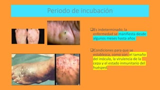 Periodo de incubación
Es indeterminado; la
enfermedad se manifiesta desde
algunos meses hasta años
Condiciones para que se
establezca, como son: el tamaño
del inóculo, la virulencia de la
cepa y el estado inmunitario del
huésped.
 