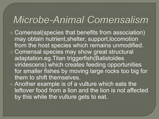  Comensal(species that benefits from association)
may obtain nutrient,shelter, support,locomotion
from the host species which remains unmodified.
 Comensal species may show great structural
adaptation.eg.Titan triggerfish(Balistoides
viridescens) which creates feeding opportunities
for smaller fishes by moving large rocks too big for
them to shift themselves.
 Another example is of a vulture which eats the
leftover food from a lion and the lion is not affected
by this while the vulture gets to eat.
 