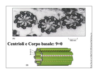 Centrioli e Corpo basale: 9+0
 