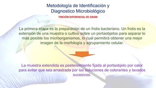 Metodología de Identificación y
Diagnostico Microbiológico
TINCIÓN DIFERENCIAL DE GRAM
La primera etapa es la preparación de un frotis bacteriano. Un frotis es la
extensión de una muestra o cultivo sobre un portaobjetos para separar lo
más posible los microorganismos, lo cual permitirá obtener una mejor
imagen de la morfología y agrupamiento celular.
La muestra extendida es posteriormente fijada al portaobjeto por calor
para evitar que sea arrastrada por las soluciones de colorantes y lavados
sucesivos.
 