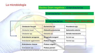 La microbiología
Bacilos Gram negativos - Enterobacterias
Enterobacterias – Problemas Gastrointestinales
Enterobacterias – Problemas en otros sitios
 