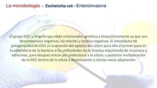 La microbiología - Escherichia coli - Enteroinvasiva
El grupo EIEC y Shigella spp están relacionados genética y bioquímicamente ya que son
descarboxilasa negativas, no móviles y lactosa negativas. El mecanismo de
patogenicidad de EIEC es la invasión del epitelio del colon; para ello el primer paso es
la adherencia de la bacteria a las vellosidades de la mucosa requiriendo de mucinasa y
adhesinas, para después entrar por endocitosis a la célula, y posterior multiplicación
de la EIEC dentro de la célula y diseminación a células sanas adyacentes
 