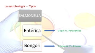 La microbiología - Tipos
SALMONELLA
Entérica
Bongori
S.Typhi / S. Paratyphifico
S. Salamae / S. Arizonae
 