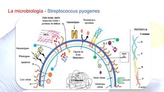 La microbiología - Streptococcus pyogenes
 