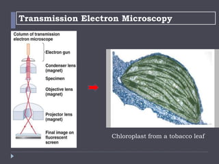 Transmission Electron Microscopy
Chloroplast from a tobacco leaf
 