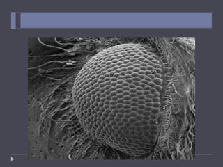 ANT EYE
 