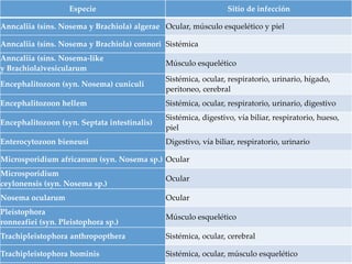 Especie Sitio de infección
Anncaliia (síns. Nosema y Brachiola) algerae Ocular, músculo esquelético y piel
Anncaliia (síns. Nosema y Brachiola) connori Sistémica
Anncaliia (síns. Nosema-like
y Brachiola)vesicularum
Músculo esquelético
Encephalitozoon (syn. Nosema) cuniculi
Sistémica, ocular, respiratorio, urinario, hígado,
peritoneo, cerebral
Encephalitozoon hellem Sistémica, ocular, respiratorio, urinario, digestivo
Encephalitozoon (syn. Septata intestinalis)
Sistémica, digestivo, vía biliar, respiratorio, hueso,
piel
Enterocytozoon bieneusi Digestivo, vía biliar, respiratorio, urinario
Microsporidium africanum (syn. Nosema sp.) Ocular
Microsporidium
ceylonensis (syn. Nosema sp.)
Ocular
Nosema ocularum Ocular
Pleistophora
ronneafiei (syn. Pleistophora sp.)
Músculo esquelético
Trachipleistophora anthropopthera Sistémica, ocular, cerebral
Trachipleistophora hominis Sistémica, ocular, músculo esquelético
 