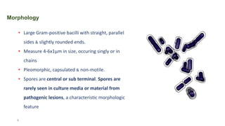 • Large Gram-positive bacilli with straight, parallel
sides & slightly rounded ends.
• Measure 4-6x1μm in size, occuring singly or in
chains
• Pleomorphic, capsulated & non-motile.
• Spores are central or sub terminal. Spores are
rarely seen in culture media or material from
pathogenic lesions, a characteristic morphologic
feature
Morphology
8
 