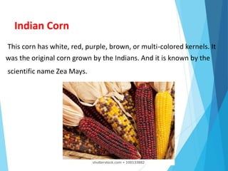 Indian Corn
This corn has white, red, purple, brown, or multi-colored kernels. It
was the original corn grown by the Indians. And it is known by the
scientific name Zea Mays.
 