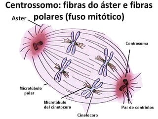 Centrossomo: fibras do áster e fibras
polares (fuso mitótico)
 