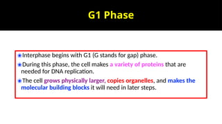G1 Phase
✬Interphase begins with G1 (G stands for gap) phase.
✬During this phase, the cell makes a variety of proteins that are
needed for DNA replication.
✬The cell grows physically larger, copies organelles, and makes the
molecular building blocks it will need in later steps.
 
