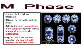 ✦Nuclear division follows
interphase.
✦This may be referred to as the M
phase
✦Cell division involves constriction
of the cytoplasm between the two
new nuclei, a process called
cytokinesis.
✦In plant cells, it involves the
formation of a new cell wall
between the two new nuclei.
 