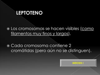    Los cromosomas se hacen visibles (como
    filamentos muy finos y largos).

   Cada cromosoma contiene 2
    cromátidas (pero aún no se distinguen).

                                 MEIOSIS I
 