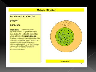 Mitosis & meiosis