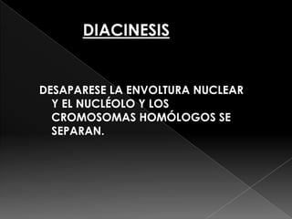 DIACINESIS


DESAPARESE LA ENVOLTURA NUCLEAR
  Y EL NUCLÉOLO Y LOS
  CROMOSOMAS HOMÓLOGOS SE
  SEPARAN.
 