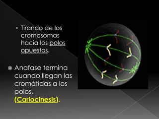 • Tirando de los
      cromosomas
      hacia los polos
      opuestos.

   Anafase termina
    cuando llegan las
    cromátidas a los
    polos.
    (Cariocinesis).
 