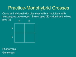 Practice-Monohybrid Crosses Cross an individual with blue eyes with an individual with homozygous brown eyes.  Brown eyes (B) is dominant to blue eyes (b). Phenotypes: Genotypes: B  B b  b  