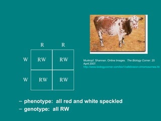 phenotype:  all red and white speckled genotype:  all RW W  RW  RW  W  RW  RW  R  R Muskopf, Shannan. Online Images.  The Biology Corner . 20 April 2007.  http://www.biologycorner.com/bio1/celldivision-chromosomes.html 