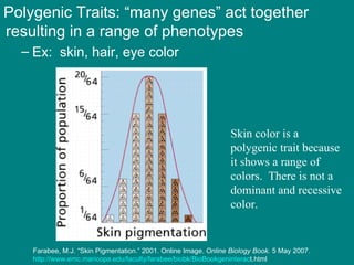 Polygenic Traits: “many genes” act together resulting in a range of phenotypes Ex:  skin, hair, eye color Skin color is a polygenic trait because it shows a range of colors.  There is not a dominant and recessive color.  Farabee, M.J. “Skin Pigmentation.” 2001. Online Image.  Online Biology Book.  5 May 2007.  http://www.emc.maricopa.edu/faculty/farabee/biobk/BioBookgeninterac t.html 