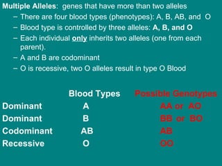 Multiple Alleles :  genes that have more than two alleles There are four blood types (phenotypes): A, B, AB, and  O Blood type is controlled by three alleles:  A, B, and O Each individual  only  inherits two alleles (one from each parent). A and B are codominant O is recessive, two O alleles result in type O Blood Blood Types  Possible Genotypes Dominant  A    AA or  AO Dominant   B    BB   or  BO Codominant   AB    AB Recessive   O    OO 