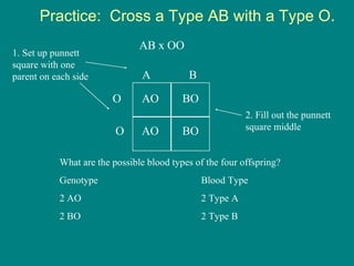 Practice:  Cross a Type AB with a Type O. AB x OO A  B O  AO  BO O  AO  BO 1. Set up punnett square with one parent on each side 2. Fill out the punnett square middle What are the possible blood types of the four offspring? Genotype Blood Type 2 AO 2 Type A 2 BO 2 Type B 