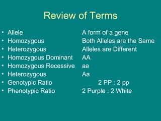 Review of Terms Allele A form of a gene Homozygous Both Alleles are the Same Heterozygous Alleles are Different Homozygous Dominant AA Homozygous Recessive aa Heterozygous  Aa Genotypic Ratio 2 PP : 2 pp Phenotypic Ratio 2 Purple : 2 White 