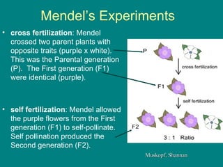 Mendel’s Experiments cross fertilization : Mendel crossed two parent plants with opposite traits (purple x white).  This was the Parental generation (P).  The First generation (F1) were identical (purple). self fertilization : Mendel allowed the purple flowers from the First generation (F1) to self-pollinate.  Self pollination produced the Second generation (F2).  Muskopf, Shannan 