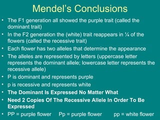 Mendel’s Conclusions The F1 generation all showed the purple trait (called the dominant trait) In the F2 generation the (white) trait reappears in ¼ of the flowers (called the recessive trait) Each flower has two alleles that determine the appearance  The alleles are represented by letters (uppercase letter represents the dominant allele; lowercase letter represents the recessive allele) P is dominant and represents purple p is recessive and represents white The Dominant Is Expressed No Matter What Need 2 Copies Of The Recessive Allele In Order To Be Expressed PP = purple flower  Pp = purple flower  pp = white flower 