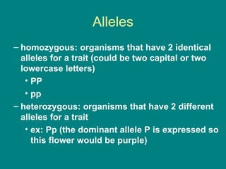 Alleles homozygous: organisms that have 2 identical alleles for a trait (could be two capital or two lowercase letters) PP  pp  heterozygous: organisms that have 2 different alleles for a trait ex: Pp (the dominant allele P is expressed so this flower would be purple) 