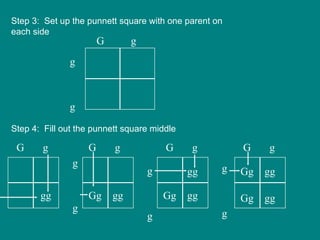 Step 3:  Set up the punnett square with one parent on each side   Step 4:  Fill out the punnett square middle G  g g g gg gg gg gg Gg G  g G  g G  g g g g g g g Gg Gg gg gg Gg G  g g g 