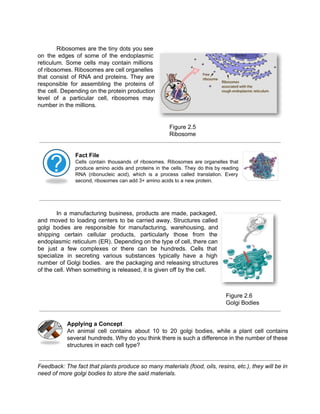 Ribosomes are the tiny dots you see 
on the edges of some of the endoplasmic 
reticulum. Some cells may contain millions 
of ribosomes. Ribosomes are cell organelles 
that consist of RNA and proteins. They are 
responsible for assembling the proteins of 
the cell. Depending on the protein production 
level of a particular cell, ribosomes may 
number in the millions. 
Figure 2.5 
Ribosome 
Fact File 
Cells contain thousands of ribosomes. Ribosomes are organelles that 
produce amino acids and proteins in the cells. They do this by reading 
RNA (ribonucleic acid), which is a process called translation. Every 
second, ribosomes can add 3+ amino acids to a new protein. 
In a manufacturing business, products are made, packaged, 
and moved to loading centers to be carried away. Structures called 
golgi bodies are responsible for manufacturing, warehousing, and 
shipping certain cellular products, particularly those from the 
endoplasmic reticulum (ER). Depending on the type of cell, there can 
be just a few complexes or there can be hundreds. Cells that 
specialize in secreting various substances typically have a high 
number of Golgi bodies. are the packaging and releasing structures 
of the cell. When something is released, it is given off by the cell. 
Figure 2.6 
Golgi Bodies 
Applying a Concept 
An animal cell contains about 10 to 20 golgi bodies, while a plant cell contains 
several hundreds. Why do you think there is such a difference in the number of these 
structures in each cell type? 
Feedback: The fact that plants produce so many materials (food, oils, resins, etc.), they will be in 
need of more golgi bodies to store the said materials. 
 