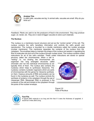 Analyze This 
In plant cells, vacuoles are big. In animal cells, vacuoles are small. Why do you 
think so? 
Feedback: Plants are said to be the producers of food in the environment. They may produce 
sugar, oil, nectar, etc. They are in need of bigger vacuoles to store such materials. 
The Nucleus 
The nucleus is a membrane bound structure and act as the “control center” of the cell. The 
nucleus contains the cell's hereditary information and controls the cell's growth and 
reproduction. The nucleus is bounded by a double membrane called the nuclear envelope 
(nuclear membrane). This membrane separates the contents of the nucleus from the 
cytoplasm. The envelope helps to maintain the shape of the nucleus and assists in regulating the 
flow of molecules into and out of the nucleus through nuclear pores. The nucleus contains coded 
instructions for all of the cell’s activities. These coded instructions are stored on special 
structure called the chromosomes. When a cell is 
"resting" i.e. not dividing, the chromosomes are 
organized into long entangled structures called 
chromatin and not into individual chromosomes as we 
typically think of them. The nucleus also contains the 
nucleolus which helps to synthesize ribosomes. The 
nucleolus contains nucleolar organizers which are parts 
of chromosomes with the genes for ribosome synthesis 
on them. Copious amounts of RNA and proteins can be 
found in the nucleolus as well. The nucleus controls the 
synthesis of proteins in the cytoplasm through the use of 
messenger RNA. Messenger RNA is produced in the 
nucleolus of the cell and travels to the cytoplasm through 
the pores of the nuclear envelope. 
Figure 2.9 
Parts of Nucleus 
Fact File 
A typical DNA molecule is so long and thin that if it were the thickness of spaghetti, it 
would be 5 miles (8km) long. 
 