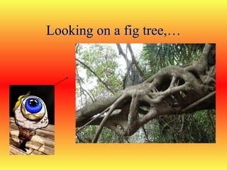 Looking on a fig tree,… 