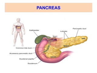 PANCREAS
 