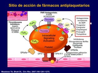 Sitio de acción de fármacos antiplaquetarios
                                             Antagonistas PAR


                                                                          Antagonistas
                                                 Trombina                  receptores
            Inhibidores                                                      de ADP:
           Tromboxano:                                                         Ticagrelor
                                                                          Ticagrelor
              Aspirina                                                    Cangrelor
             NCX-4016                                                     Clopidogrel
              Ridogrel                      Trombina                      Prasugrel
              S18886
                        TxA2
                                                                          Ticlopidina
                                                  Señal de
                                                 activación            Inhibidores
                                                intracelular      Glicoproteicos IIb/IIIa:




                                                                Antagonistas adhesión




Meadows TA, Bhatt DL. Circ Res. 2007;100:1261-1275.
 