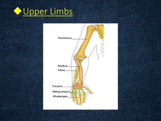 Upper Limbs
 